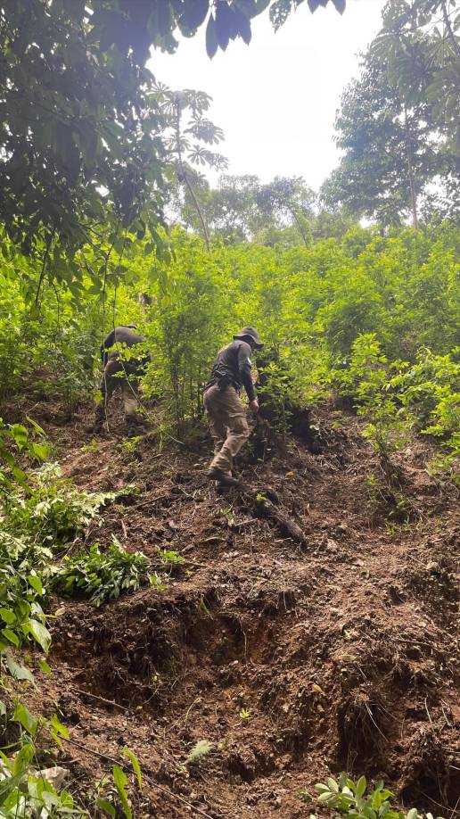 La primera plantación se comenzó a erradicar la mañana de este sabado y de acuerdo a estimaciones de agentes contra el crimen organizado de la ATIC, la extensión de tierra donde están las plantas oscila en unas 25 manzanas, dato sujeto a confirmación una vez concluyan las tareas de neutralización.