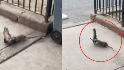 Momento en el que el roedor ataca a la ave.