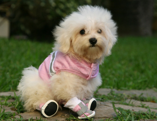 Cómo cuidar a tu mascota