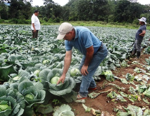 Más de $73.2 millones dejan exportaciones de hortalizas y raíces