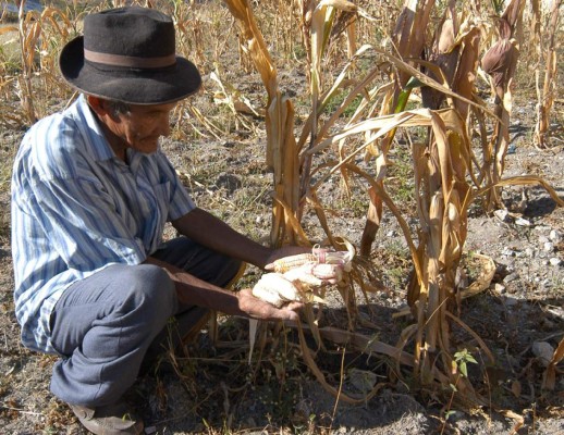 Hay 15 mil productores hondureños en burós de crédito