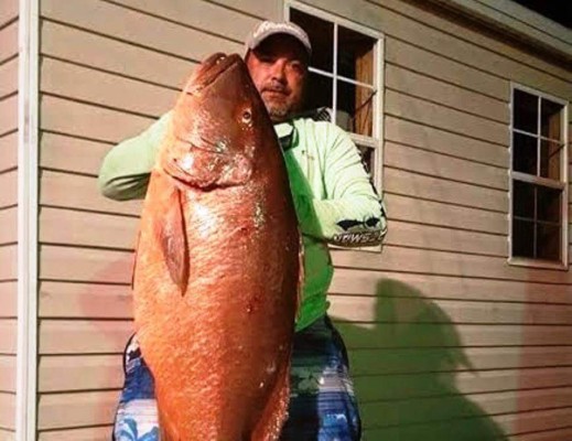 Pescan pargo rojo de 200 libras en San Lorenzo