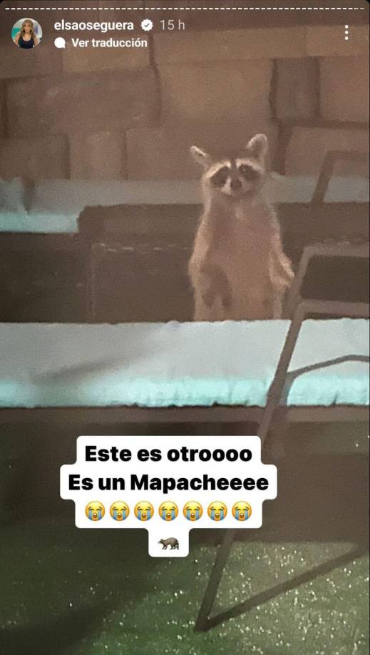 Momentos más tarde subió otra historia a sus redes sociales, y en esta se muestra un Mapache dando referencia que este era otro animal al cuál también le tiene miedo.