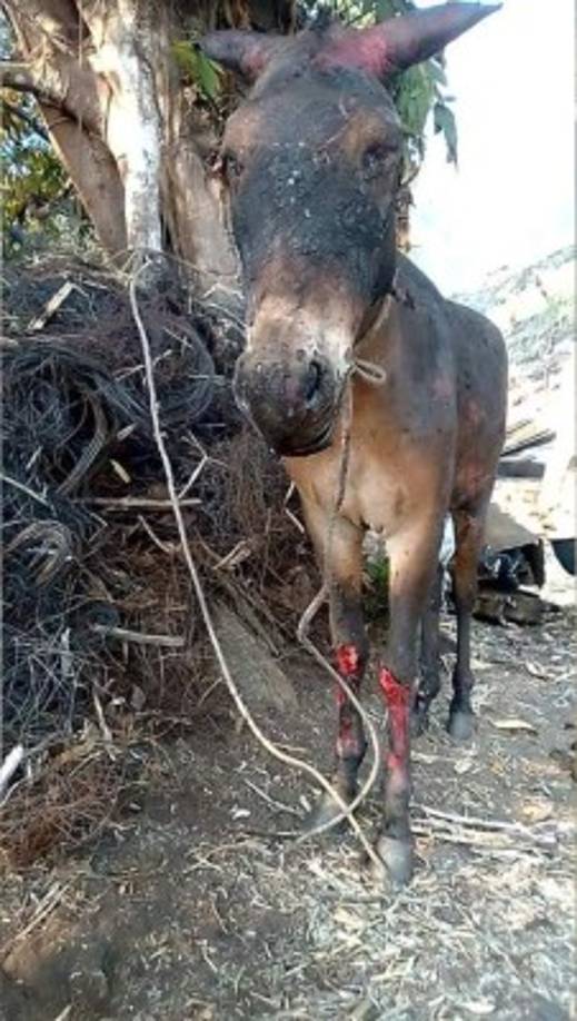 Si bien los incendios no han dejado personas fallecidas, los animales que viven en las montañas sí se han visto afectados. 'Nuestros animales sufren la cara más amarga de los incendios forestales', con ese copy Facebook compartió la foto de este burro con quemaduras.