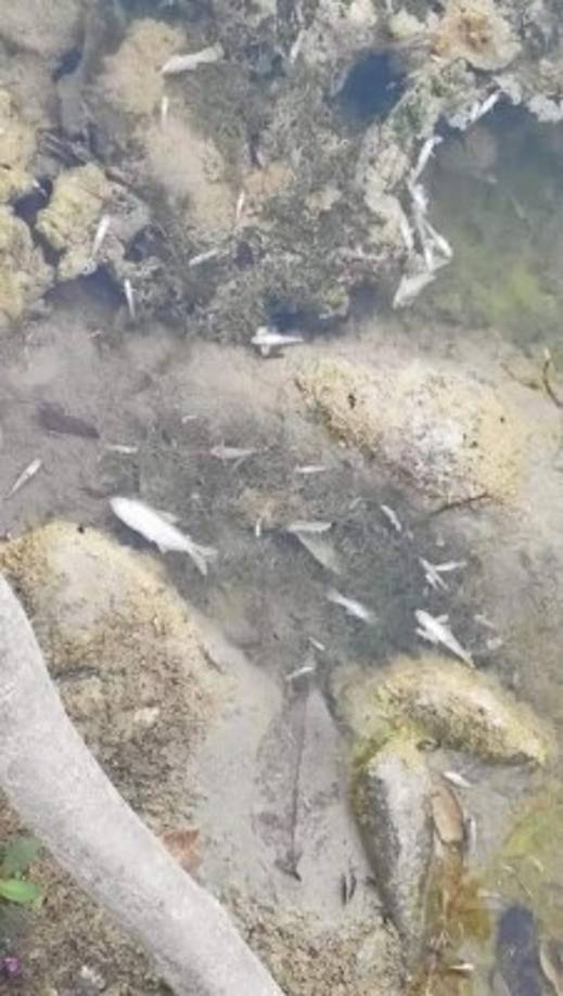 Producto de la contaminación al río, cientos de peces murieron intoxicados en el río Chamelecón en Florida, Copán. Esto también afecta a los habitantes de esta zona, pues no podrán consumir esta agua y la pérdida de peces es grande.