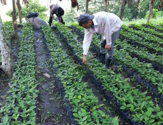 Programa de reforestación beneficiará a productores de energía