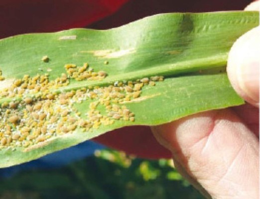 40,000 manzanas de maicillo y sorgo peligran por plaga pulgón amarillo