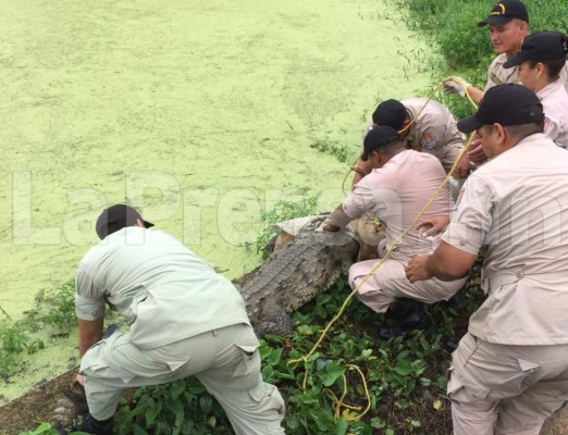 Atropellan a enorme cocodrilo en Santa Bárbara