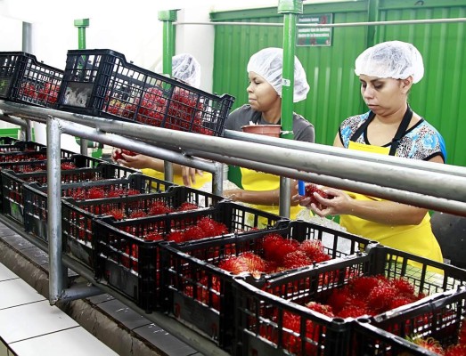 Rambután hondureño llega a Estados Unidos y Europa