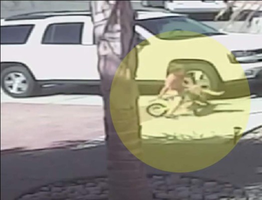 Gato salva a niño del ataque de un perro salvaje
