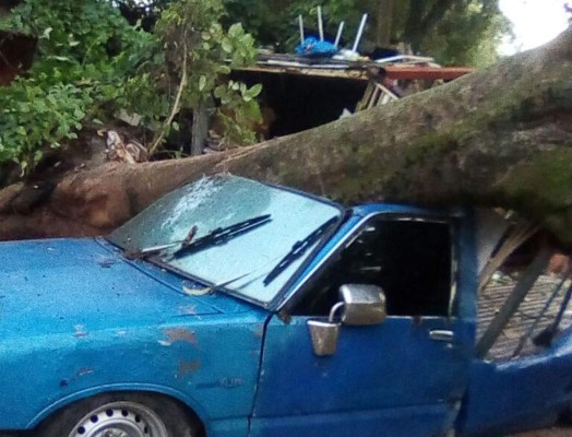 Colapsa árbol gigante y aplasta un carro en San Pedro Sula