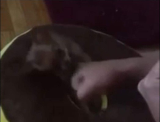 El chihuahua que aprende a boxear