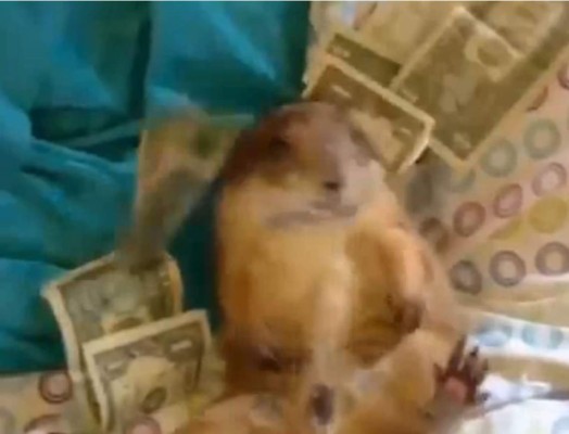 La ardilla top model