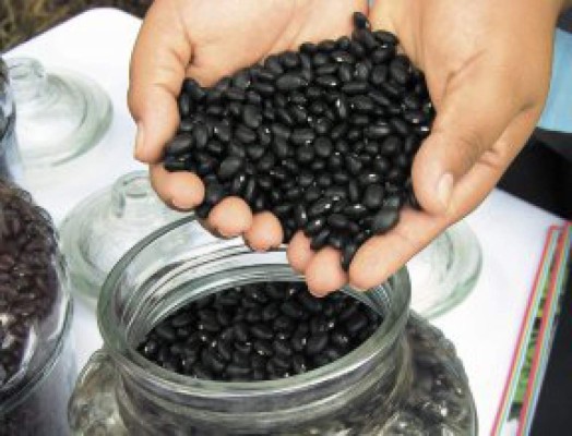Gobierno de Honduras sugiere la compra de frijol negro por barato