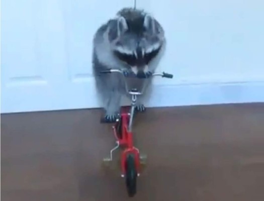 El mapache ciclista
