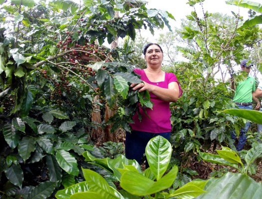 Cafetalera gana sello por amar su parcela