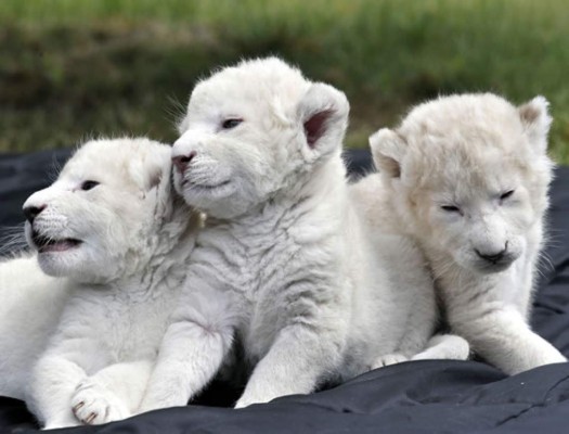 Seis leones albinos nacen en zoológico alemán