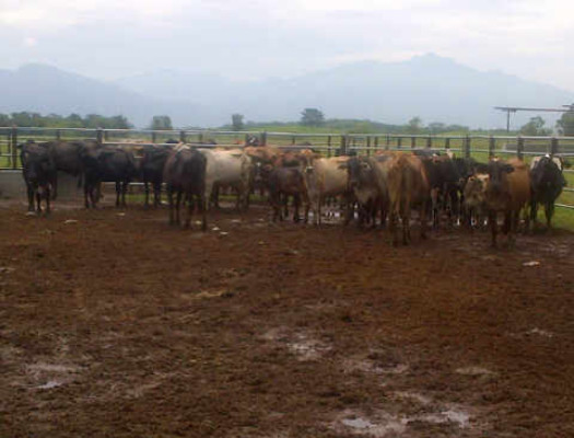 Aseguran dos bienes más a red de 'Los Cachiros”