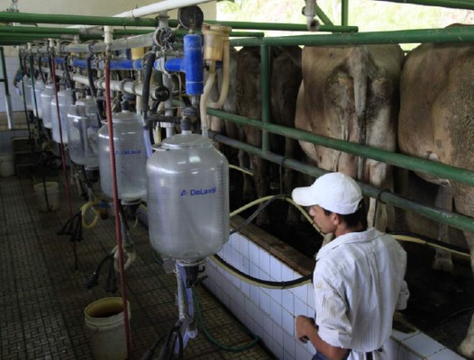 El 89% de la producción lechera es para elaboración de subproductos