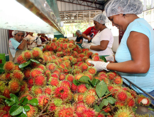 Frutas exóticas hondureñas 'conquistarán” a canadienses