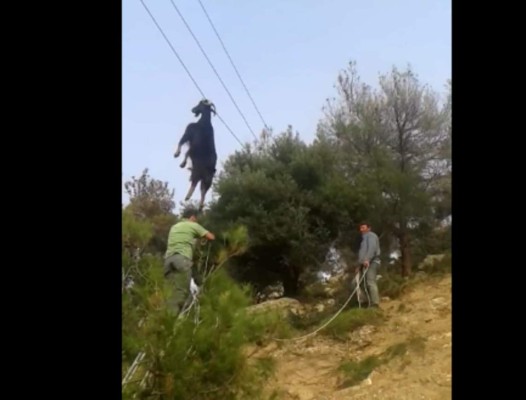 Rescatan a 'cabra voladora' que quedó atrapada entre cables de luz