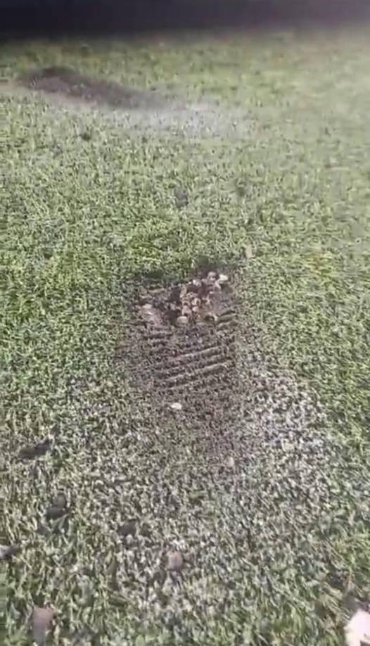 La cancha del Estadio Nacional, compuesta por grama híbrida, tuvo un costo 32 millones de lempiras a Condepor y tras varios meses ya disponible para el fútbol hondureño, sufrió sus primeros daños.