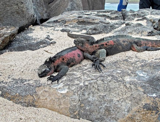 Encuentros salvajes en la Bahía Gardner