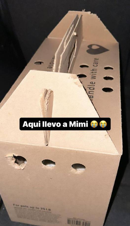 En otras de sus historias de sus redes sociales, publicó que llevó a su mascota a un crematorio de animales para darle su último adiós. “Su cuerpo ya no existe”, dijo entre lágrimas la joven periodista.