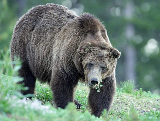 Matan al oso más famoso de parque Yellowstone