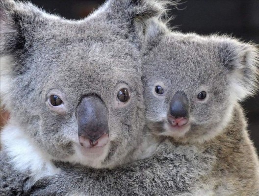 Australia sacrifica a 700 koalas por 'problemas de superpoblación'