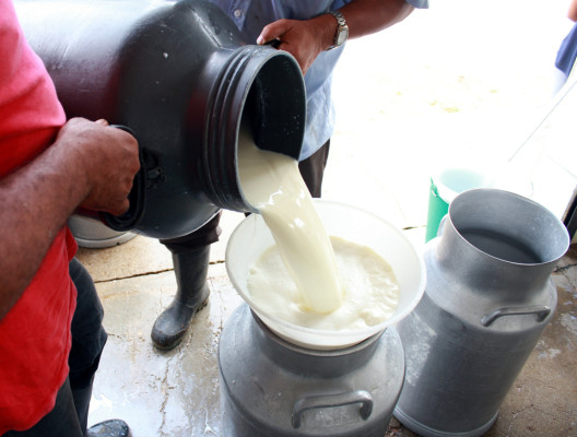 Baja producción de leche en El Negrito