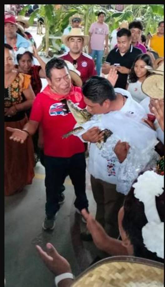 Además, como parte del rito, el animal es llevado por sus propietarios al hogar del titular municipal poco antes de la unión, quien es arropada con un vestido típico de la región y un tocado de flores de múltiples colores.