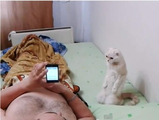 La gata 'patriótica” estremece las redes sociales