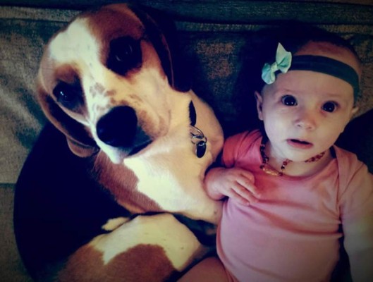 Video: Perro se 'disculpa” con una bebé por robarle su juguete&nbsp;&nbsp;