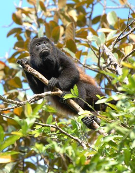Mono Aullador (Alouatta palliata), es una especie de primate platirrino de la familia Atelidae. Es grande y robusto con extremidades largas y fuertes. Mide entre 70 y 140 cm y pesa entre 3.6 y 7.6 kg.