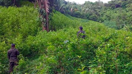 Los elementos de las Fuerzas Armadas ubicaron las plantaciones de hoja de coca mediante un reconocimiento aéreo después de recibir informes de inteligencia. La operación les llevó más de tres días.
