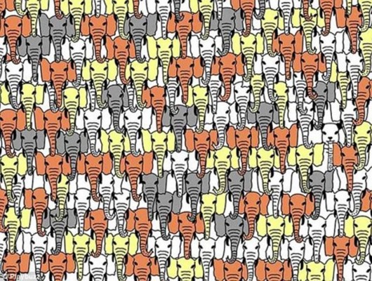 '¿Dónde está el oso panda entre tantos elefantes?' El nuevo desafío viral