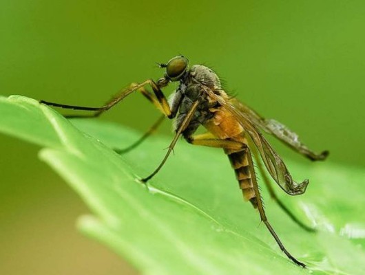 Los insectos de hoy, ¿la comida de mañana?