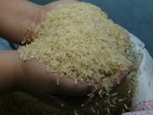 Prevén que producción de arroz se reduzca en 600 mil quintales