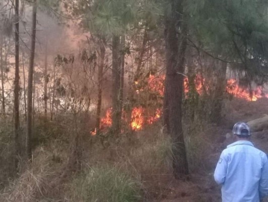 Más de 200 hectáreas de bosque se han perdido en Siguatepeque por incendios