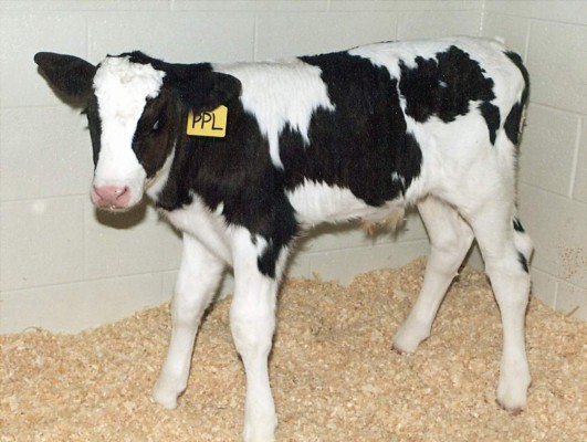 Un ternero clonado producido por el equipo que produjo la oveja clonada Dolly, de pie en su puesto de venta en la Virginia y Maryland Colegio Regional de Ciencias Veterinarias en Blacksburg.