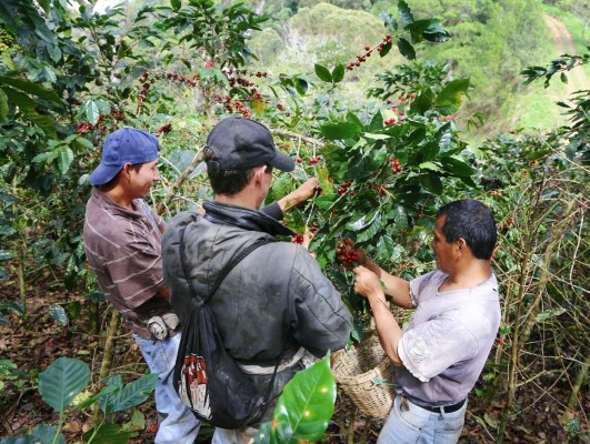 Precio del quintal de café se acerca a los 100 dólares