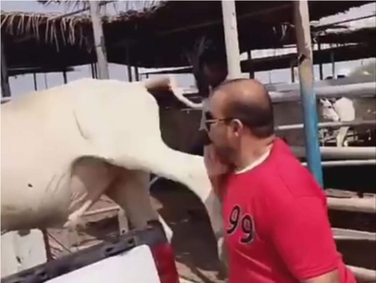Piénsalo dos veces antes de hacerle cosquillas a una vaca