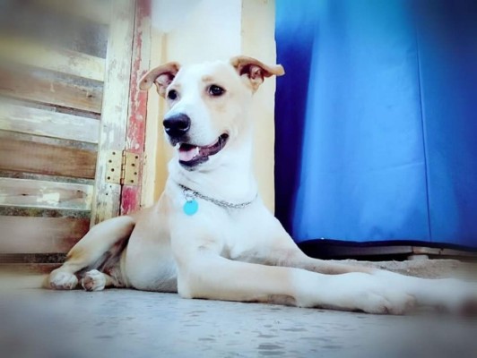 Día Internacional del perro: Cibernautas comparten fotografías de sus mascotas