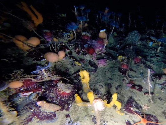 El mundo submarino que oculta el Ártico