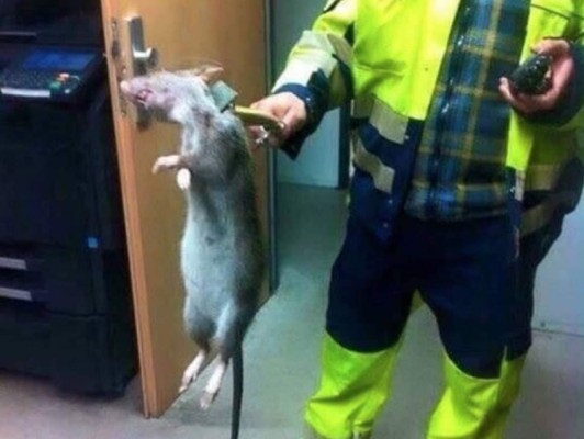 Causa locura en Internet, captura de rata del tamaño de un gato