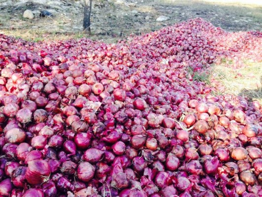 Cebolleros protestan por competencia desleal