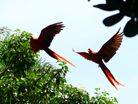 La guara roja vuela para resurgir en copán