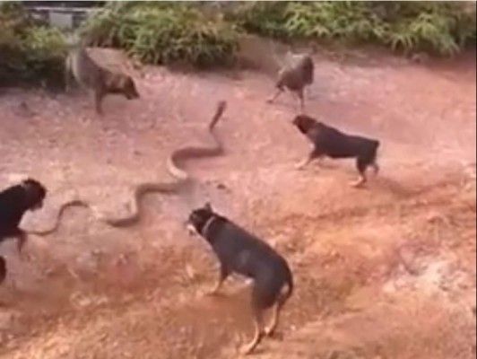 El ataque de unos perros contra una cobra