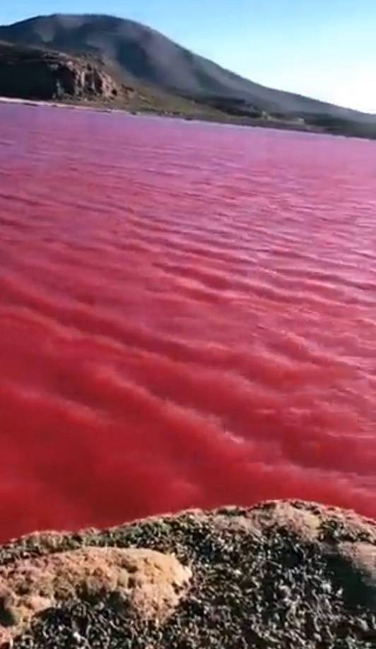 Los expertos han detallado que incluso estas plantas contienen toxinas en sus organismos y pueden ser peligrosos para los animales que viven en la zona, al punto tal de que podrían llegar a envenenarlos.